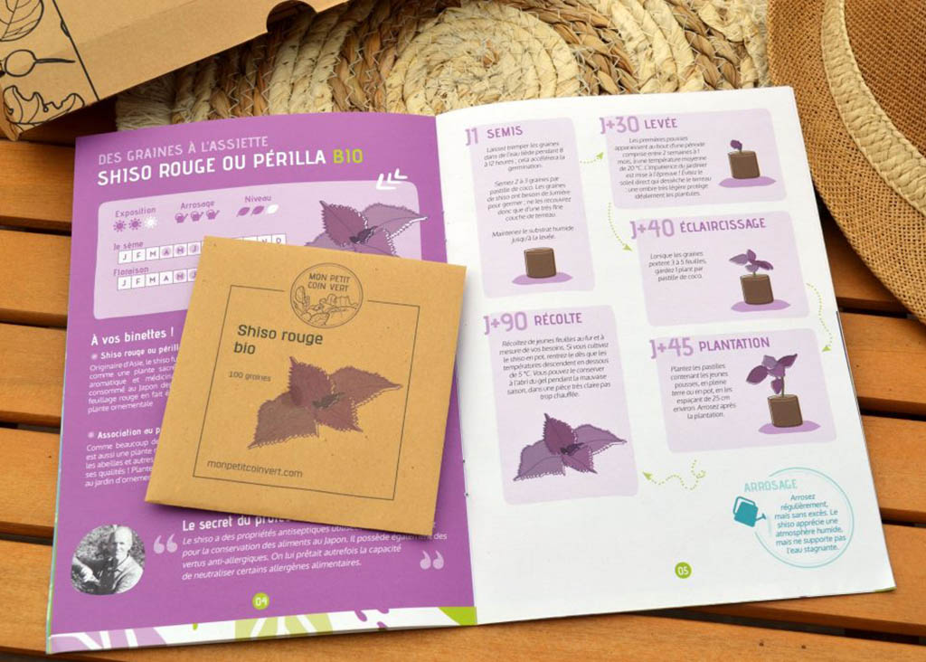 semis-shiso-perilla-rouge