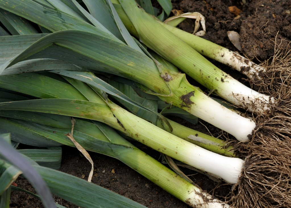 poireaux-de-carentan-bio