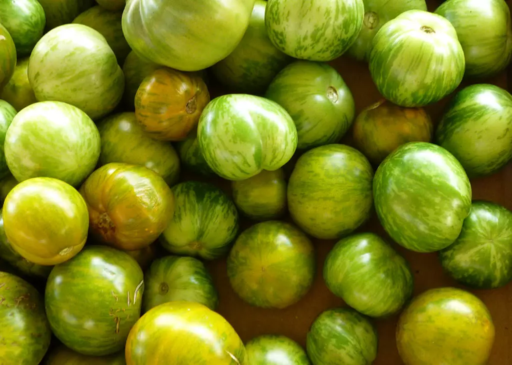 tomate-green-zebra-bio
