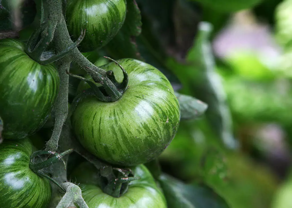 graines-de-tomate-green-zebra