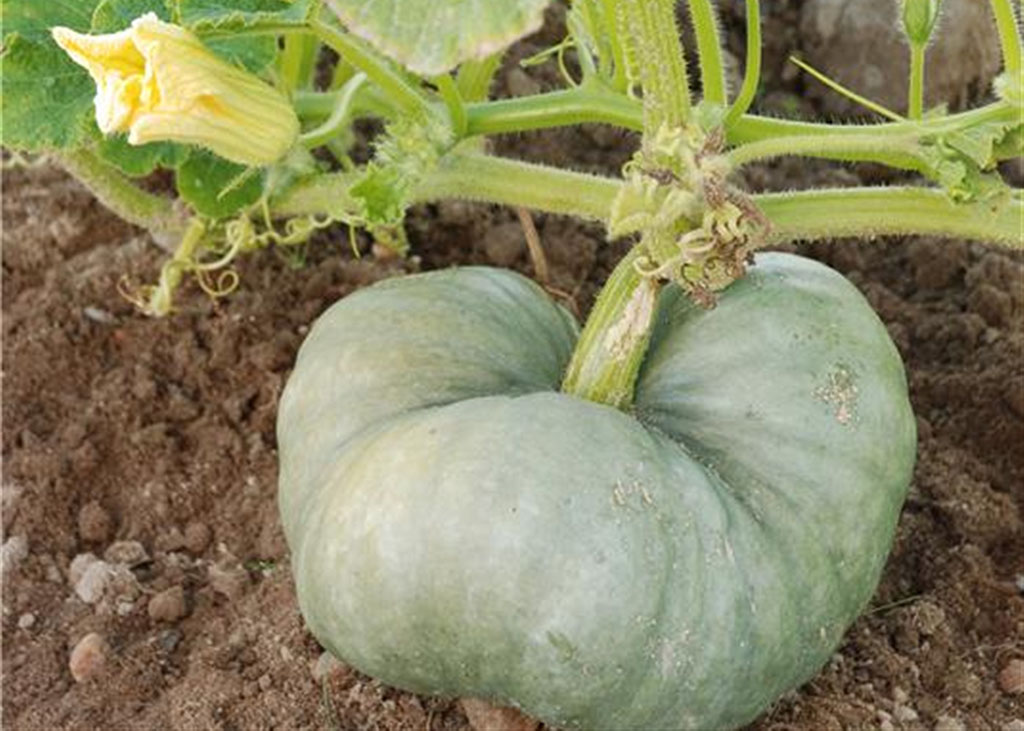 graines-de-potiron-tristar