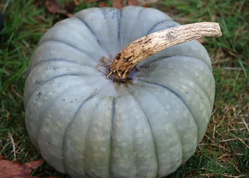 potiron-bleu-tristar-AB