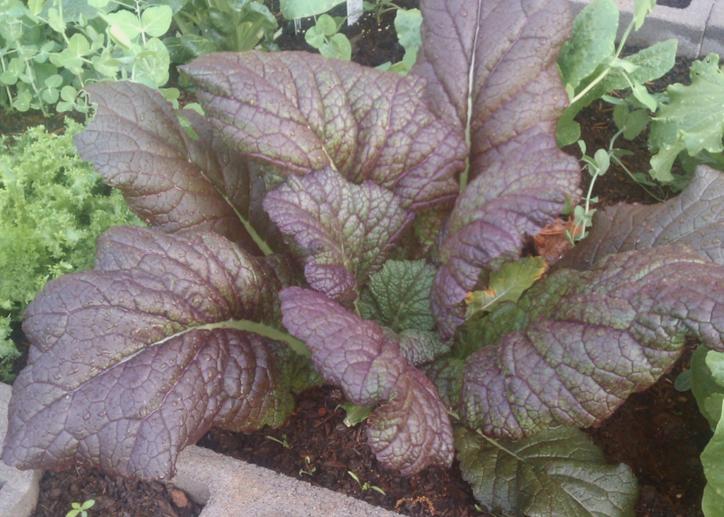 graines-de-moutarde-osaka