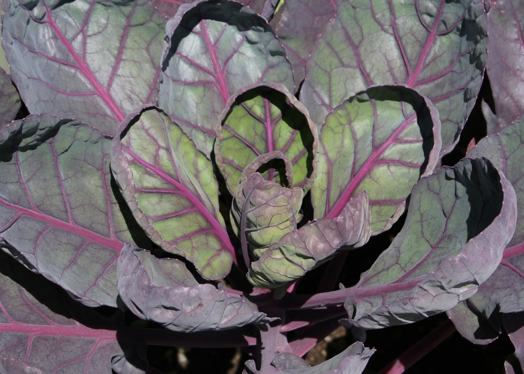chou-de-bruxelles-rubine-1