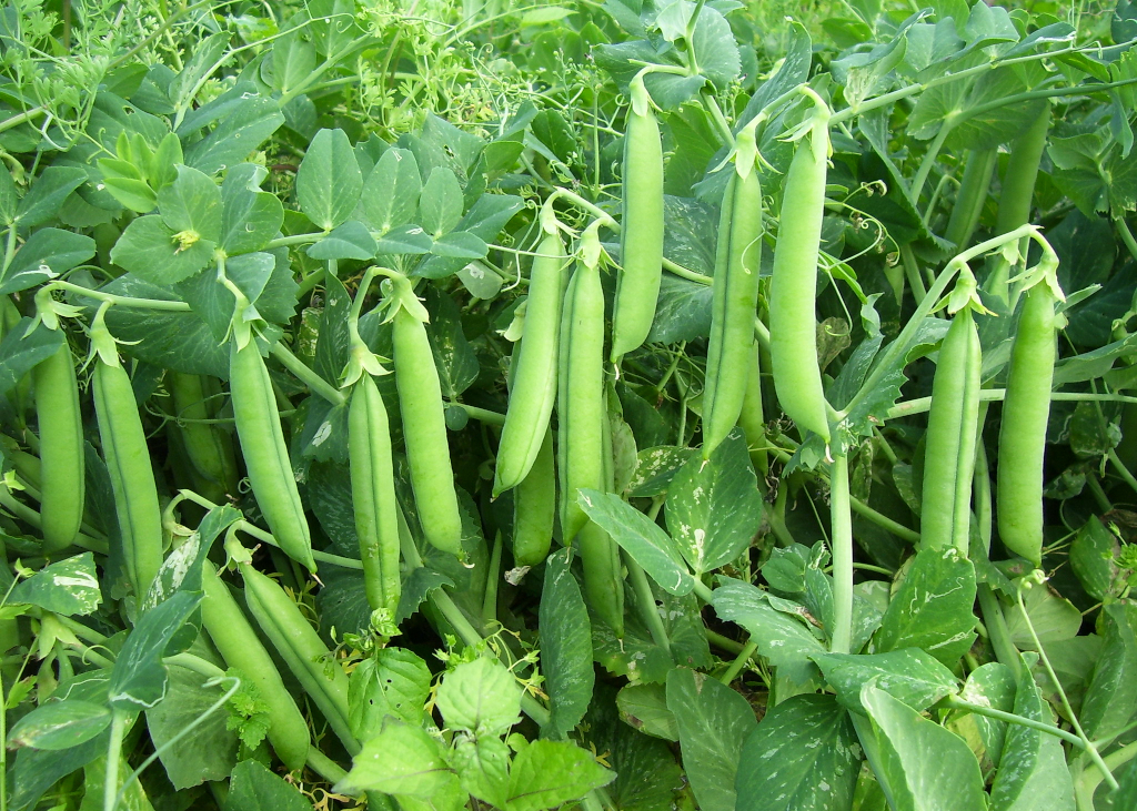 pois-a-ecosser-douce-provence-bio