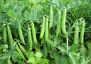 pois-a-ecosser-douce-provence-bio