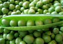 graines-de-pois-a-ecosser-douce-provence