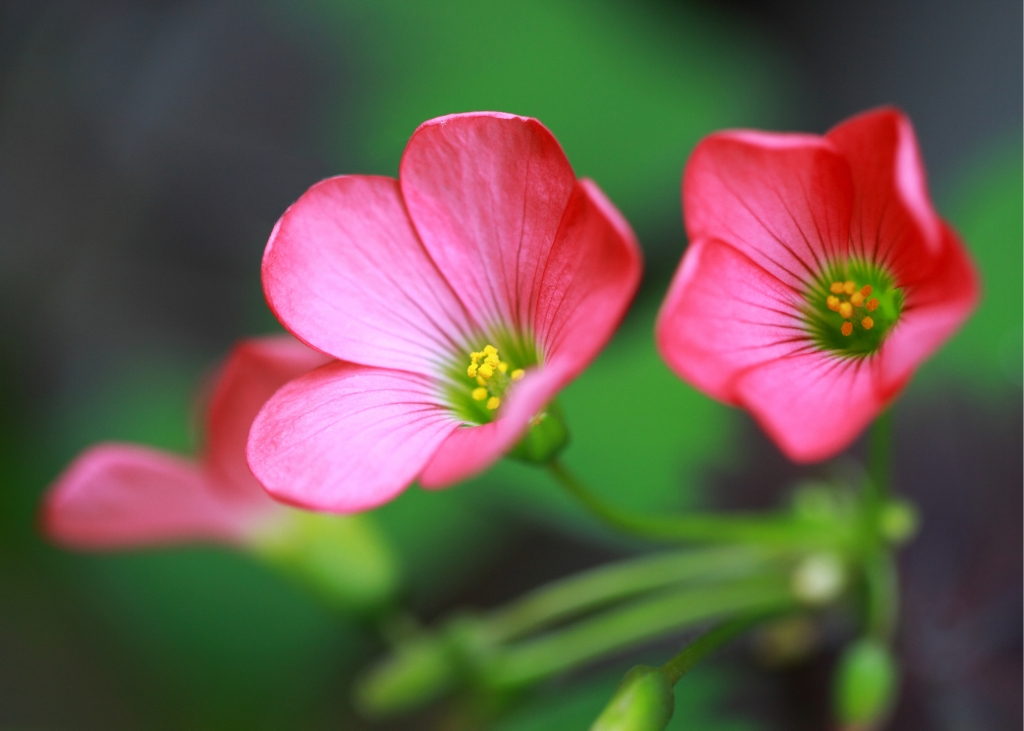 oxalis-deppei-iron-cross-_1_