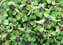 oxalis-deppei-iron-cross-_3_