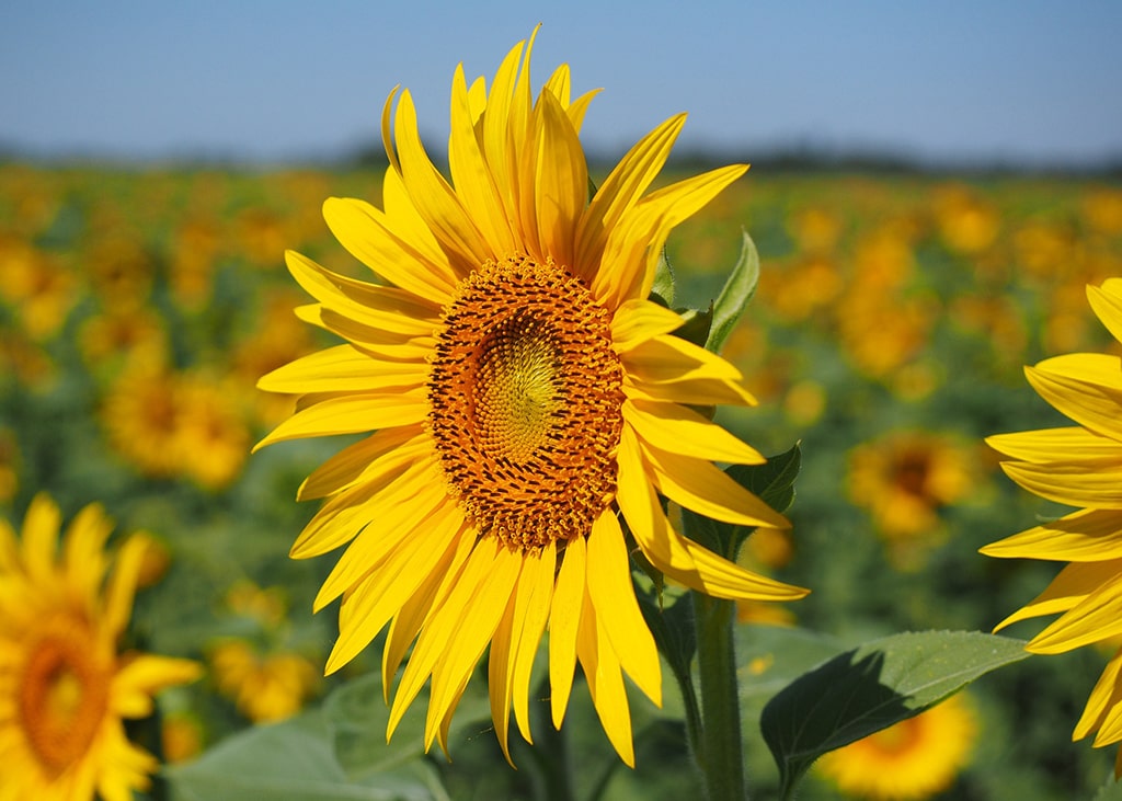 tournesol-bio