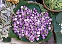 aubergine-thai-bio