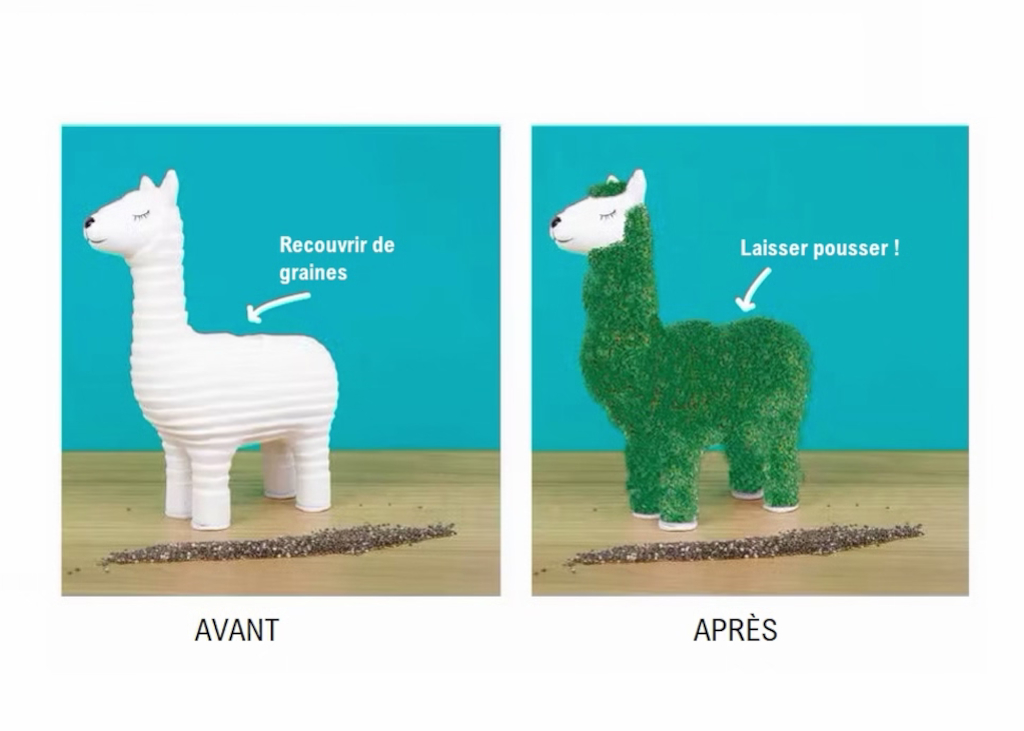 lama-a-faire-pousser-graines-de-chia