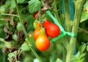 tomate-cerise-poire-rouge-bio