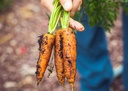 carotte-touchon-bio