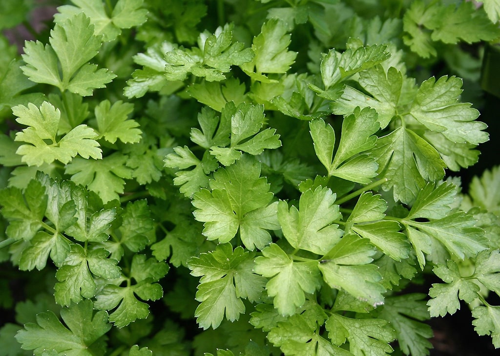 petroselinum-crispum