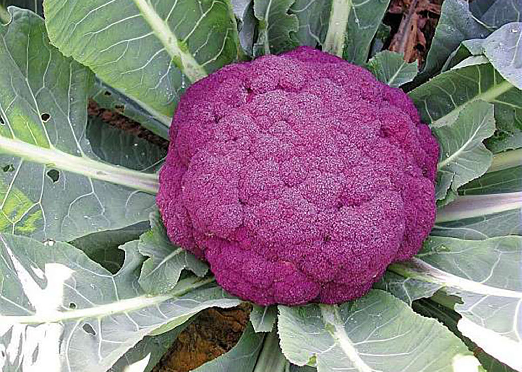 chou-fleur-violet-de-sicile