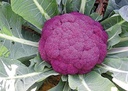 chou-fleur-violet-de-sicile