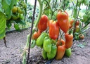 tomate-andine-cornue-bio