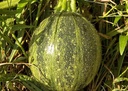 pRNI5j8CSrb5gwflehidKxyo5o9PeBsqtrNwgWGS.jpg