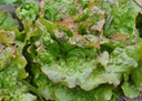 laitue-batavia