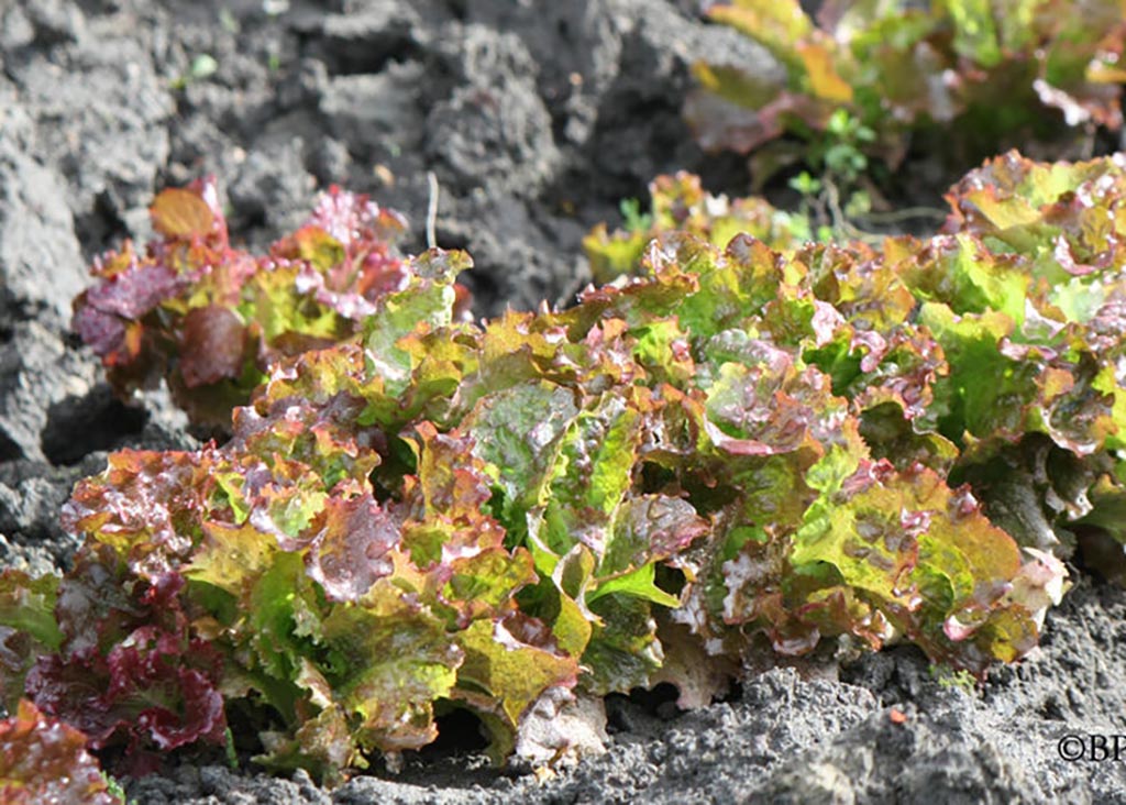 laitue-batavia-grenobloise