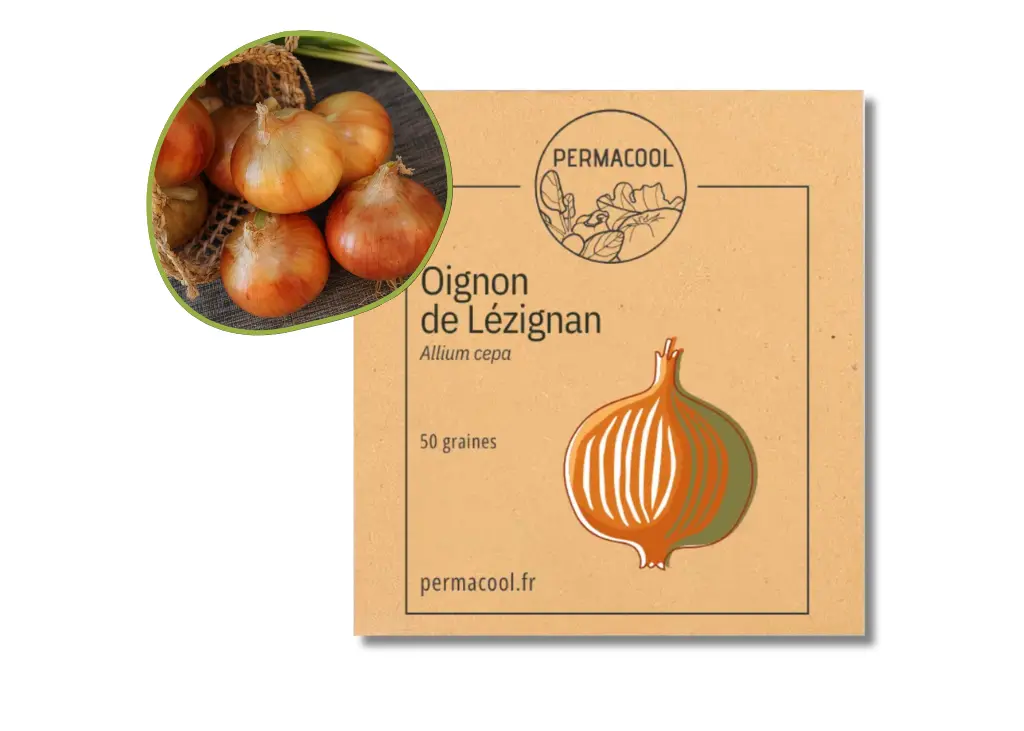 Oignon jaune de Lezignan NT