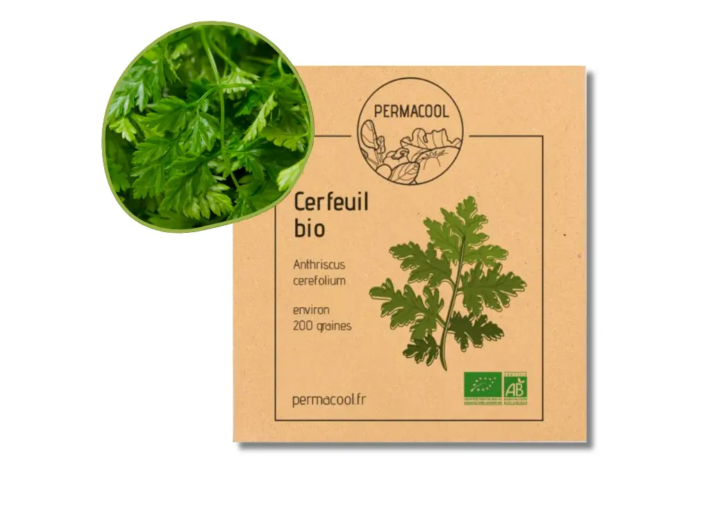 Cerfeuil commun AB - DL