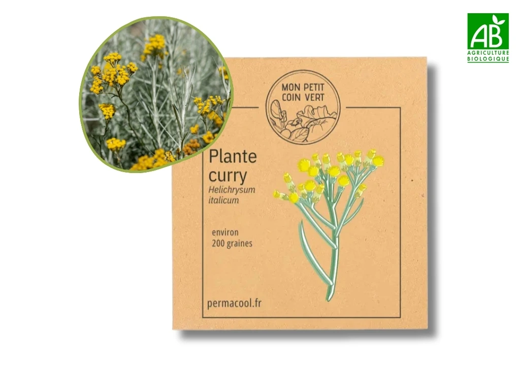 Plante curry NT - DL