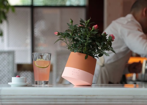 Planteur De Lama En Céramique Avec Graines De Chia - Kit De Culture Gift Republic