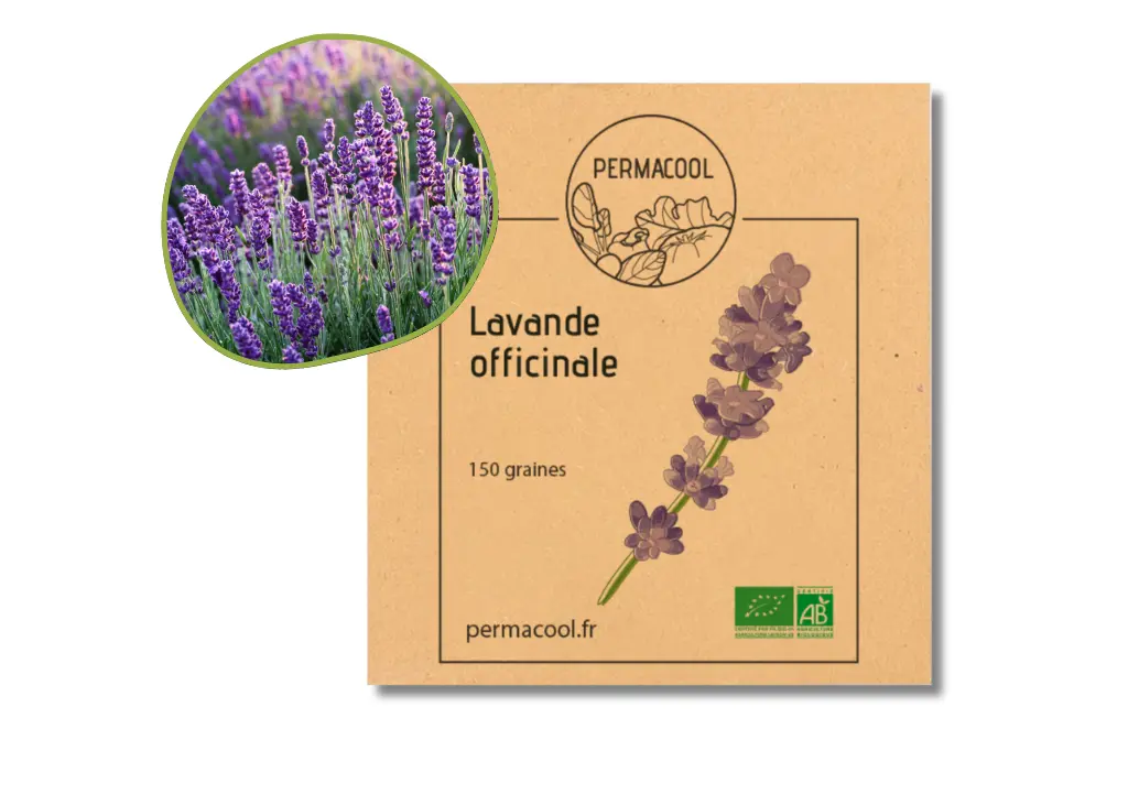 Lavande officinale AB