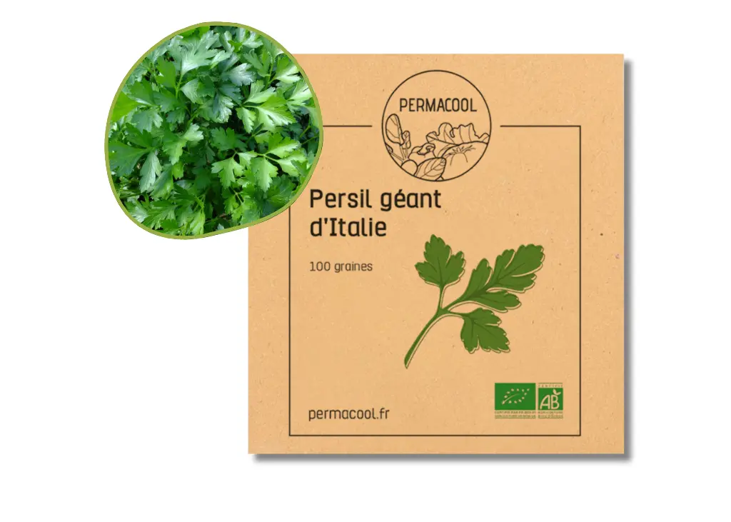 Persil géant d'italie AB