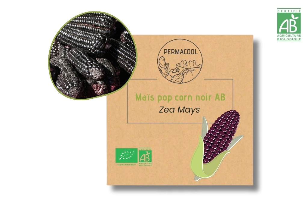 Maïs popcorn noir AB