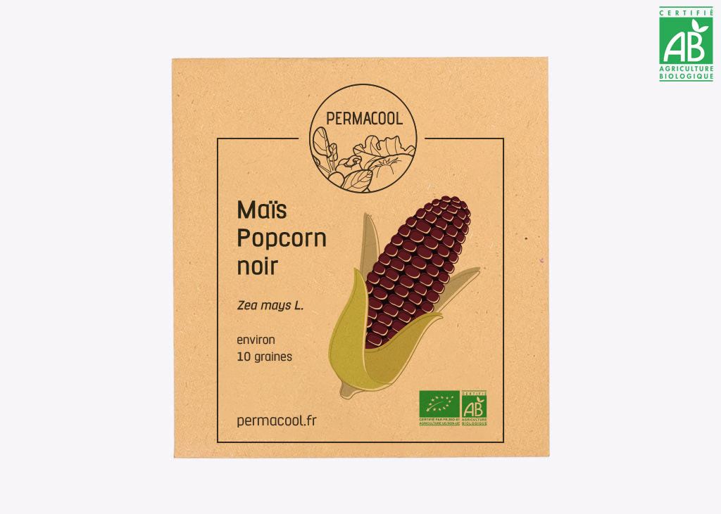 Maïs popcorn noir bio