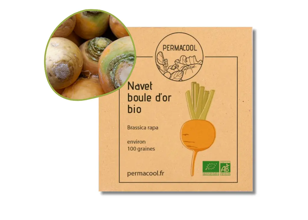 Navet jaune boule d'or AB