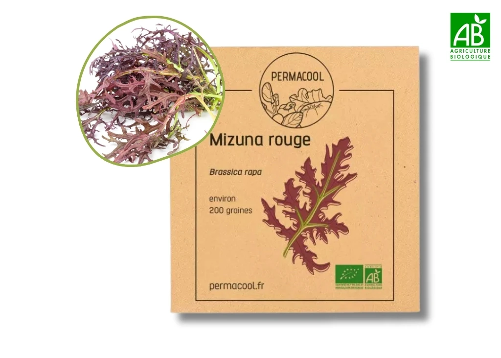 Mizuna rouge AB
