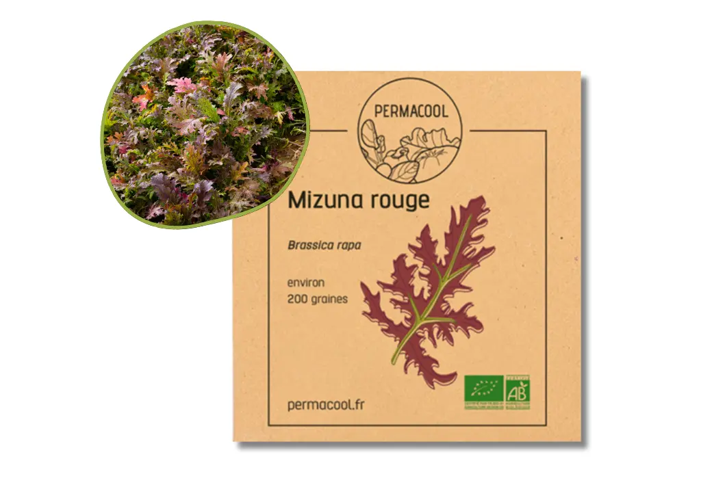 Mizuna rouge AB