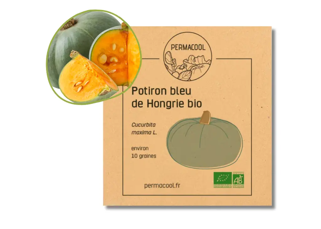 Potiron bleu de hongrie AB