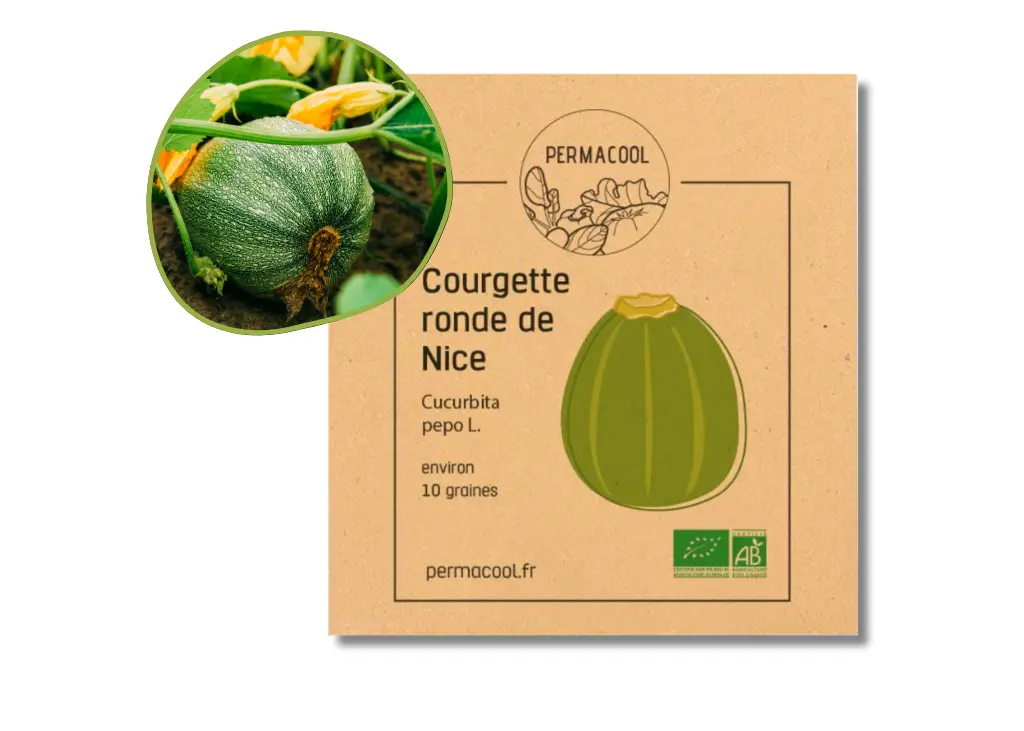 Courgette ronde de Nice AB