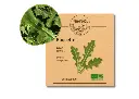 Roquette cultivée AB