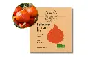 Potimarron red kuri AB