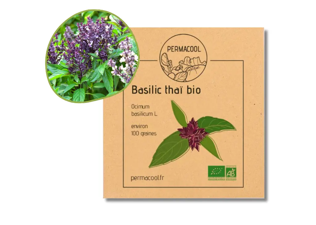 Basilic thaï AB