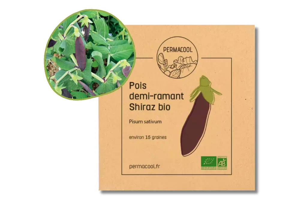 Pois demi ramant Shiraz AB