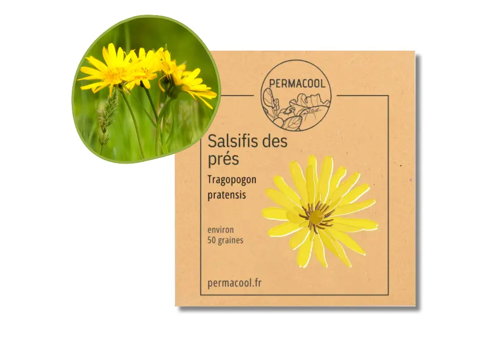 Salsifis des prés NT