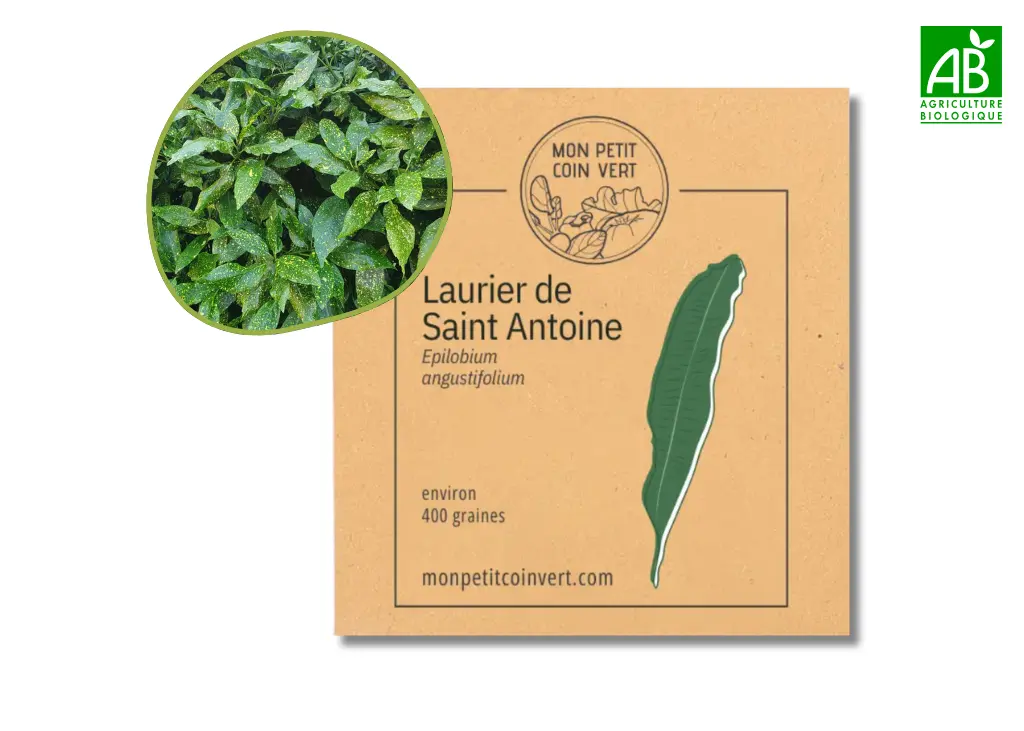 Laurier de Saint-Antoine NT