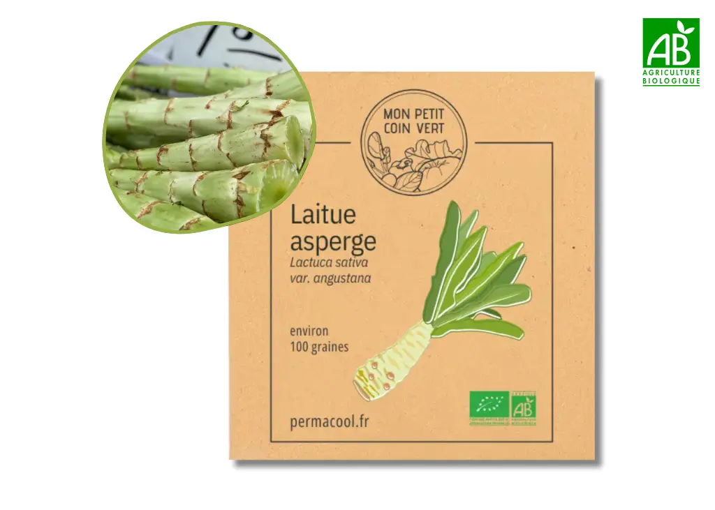 Laitue asperge celtuce AB