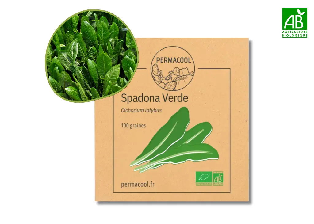 Chicorée Sauvage Spadona AB