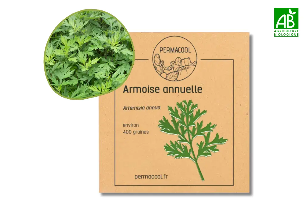 Armoise annuelle NT