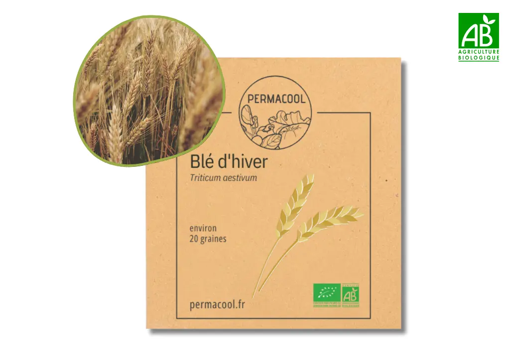 Blé d'hiver AB