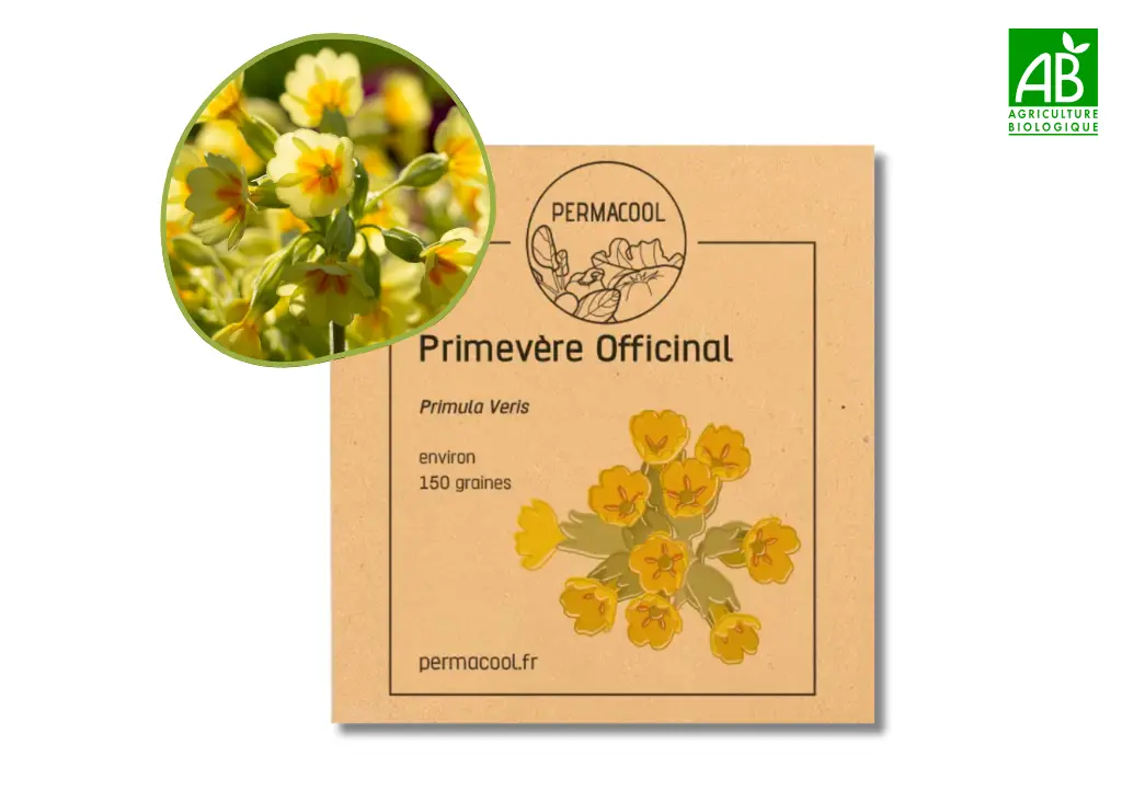 Primevère officinale NT
