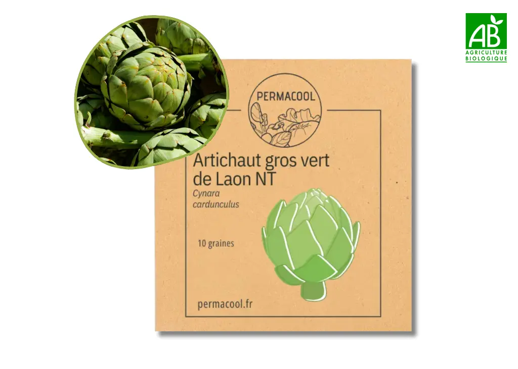 Artichaut gros vert de laon NT
